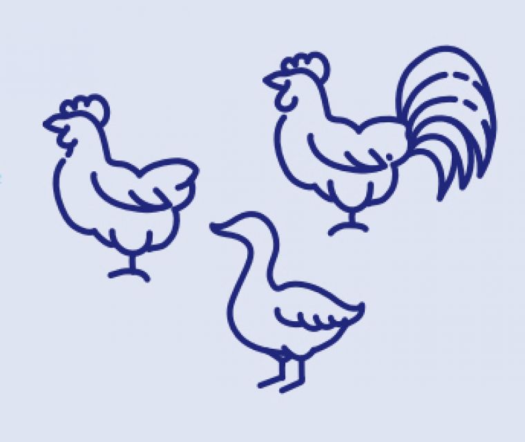 Communication dans le cadre de l'influenza aviaire